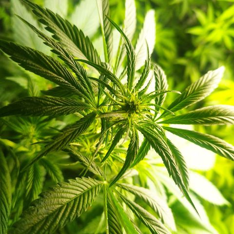 Dark Devil Auto growlog timeline photo