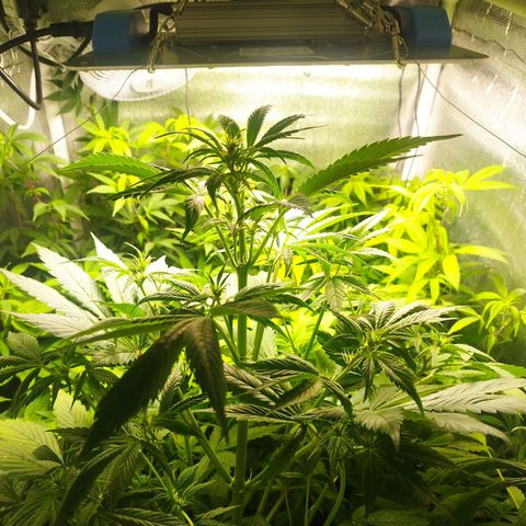 Dark Devil Auto growlog timeline photo