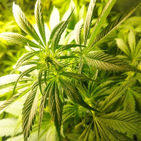 Dark Devil Auto growlog timeline photo