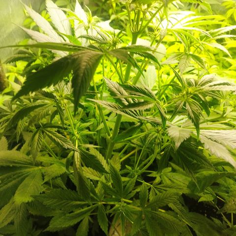 Dark Devil Auto growlog timeline photo