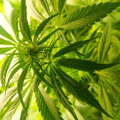 Dark Devil Auto growlog timeline photo