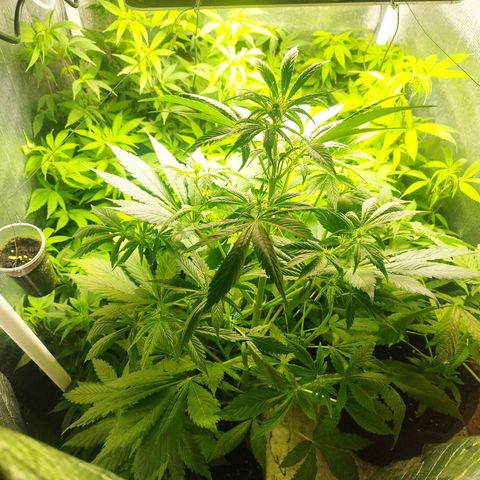 Dark Devil Auto growlog timeline photo