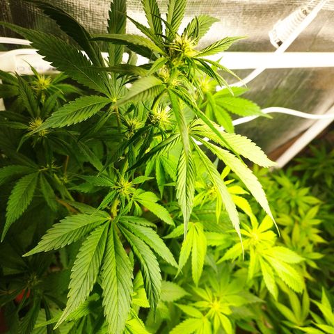 Dark Devil Auto growlog timeline photo
