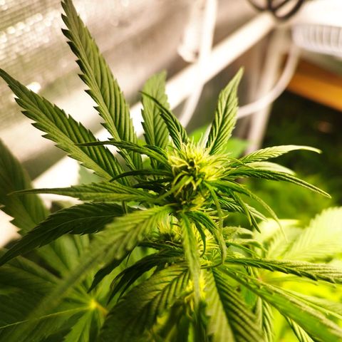 Dark Devil Auto growlog timeline photo