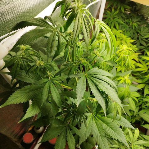 Dark Devil Auto growlog timeline photo