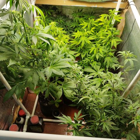 Dark Devil Auto growlog timeline photo