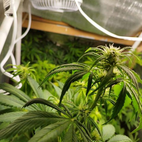 Dark Devil Auto growlog timeline photo
