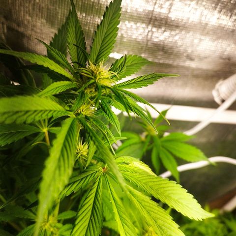 Dark Devil Auto growlog timeline photo
