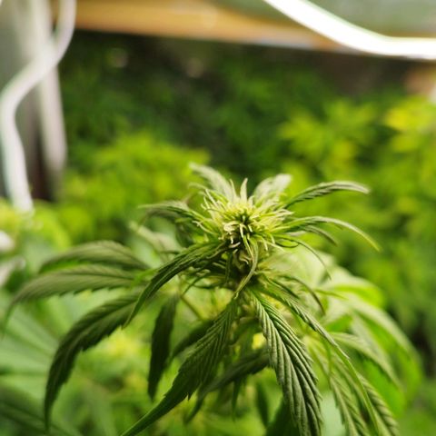 Dark Devil Auto growlog timeline photo