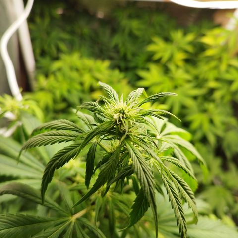 Dark Devil Auto growlog timeline photo