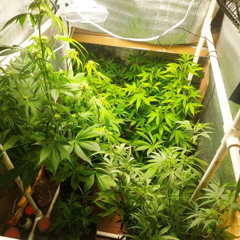 Red Strawberry Banana Auto growlog timeline photo