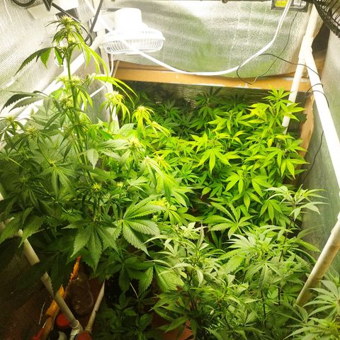 Red Strawberry Banana Auto growlog timeline photo