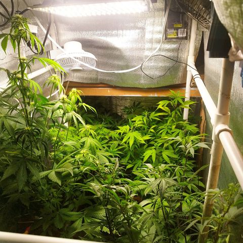 Red Strawberry Banana Auto growlog timeline photo