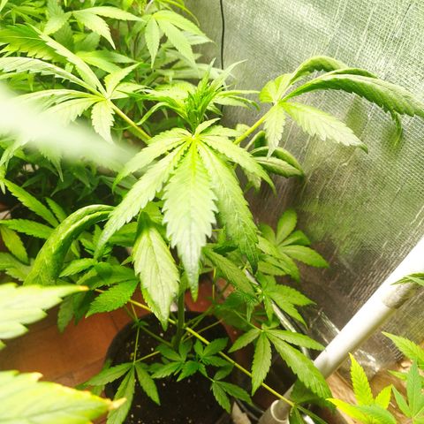 Red Strawberry Banana Auto growlog timeline photo