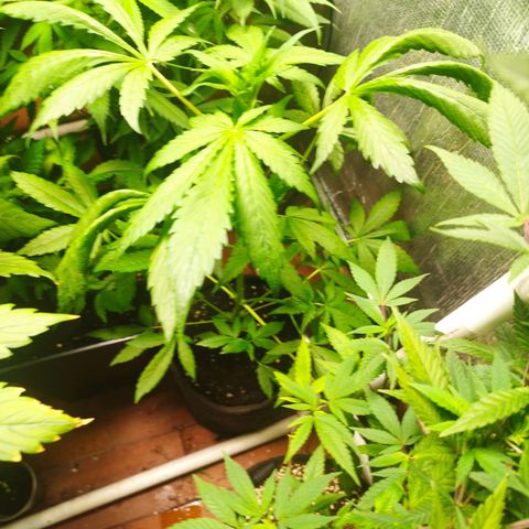 Red Strawberry Banana Auto growlog timeline photo