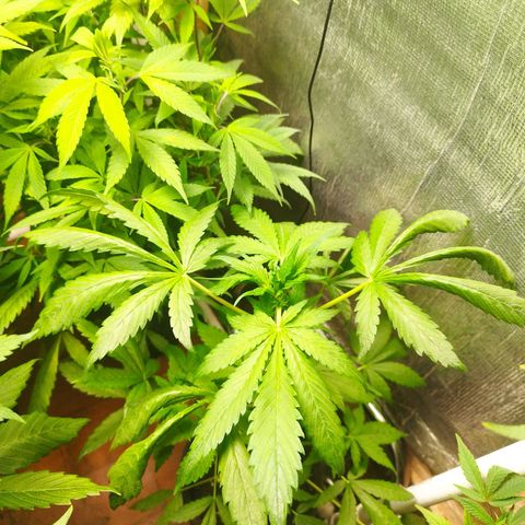 Red Strawberry Banana Auto growlog timeline photo