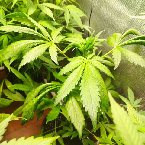 Red Strawberry Banana Auto growlog timeline photo