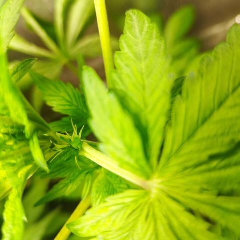 Red Strawberry Banana Auto growlog timeline photo