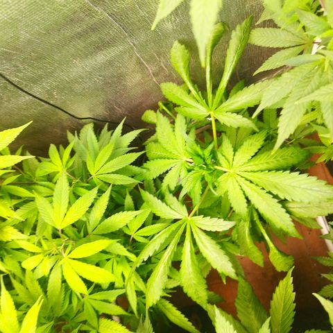 Red Strawberry Banana Auto growlog timeline photo
