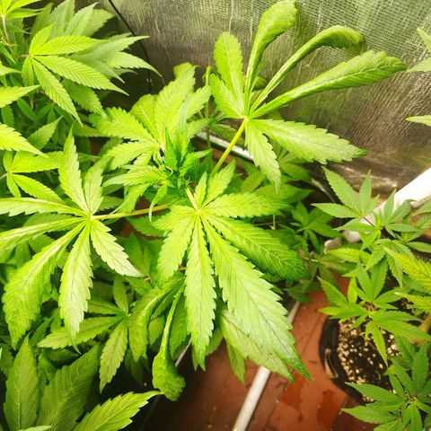 Red Strawberry Banana Auto growlog timeline photo
