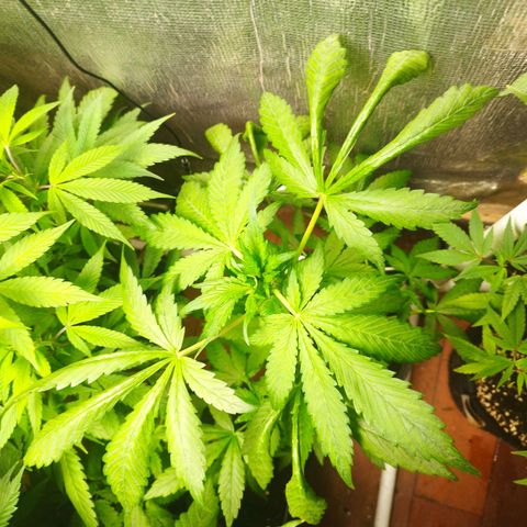 Red Strawberry Banana Auto growlog timeline photo