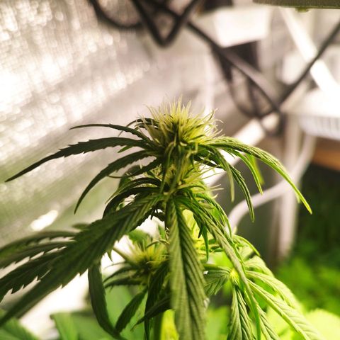 Dark Devil Auto growlog timeline photo