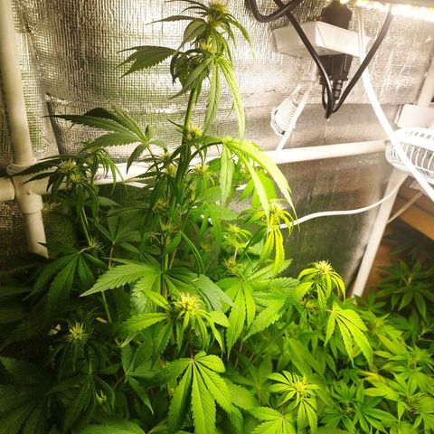 Dark Devil Auto growlog timeline photo