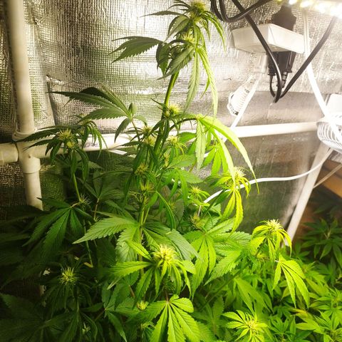 Dark Devil Auto growlog timeline photo