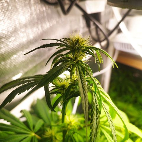 Dark Devil Auto growlog timeline photo