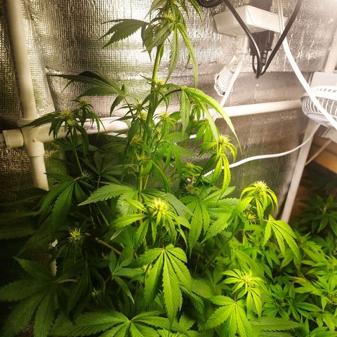 Dark Devil Auto growlog timeline photo