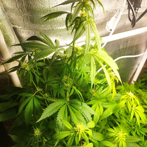 Dark Devil Auto growlog timeline photo