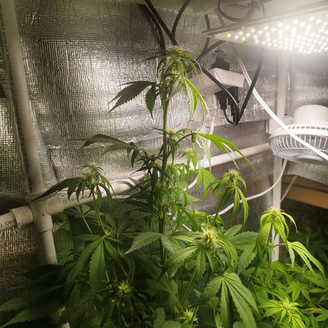 Dark Devil Auto growlog timeline photo