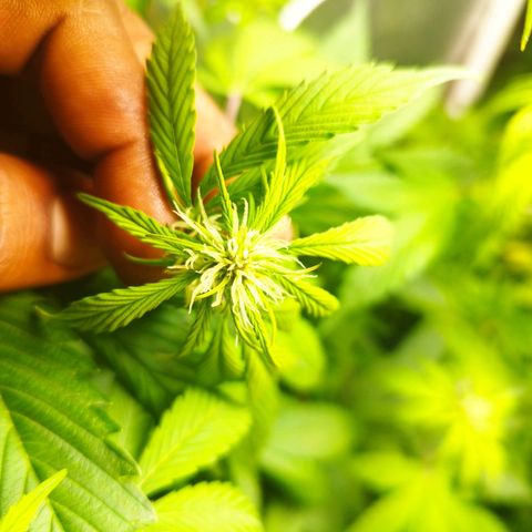 Dark Devil Auto growlog timeline photo