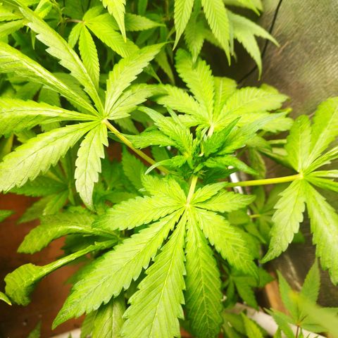 Red Strawberry Banana Auto growlog timeline photo