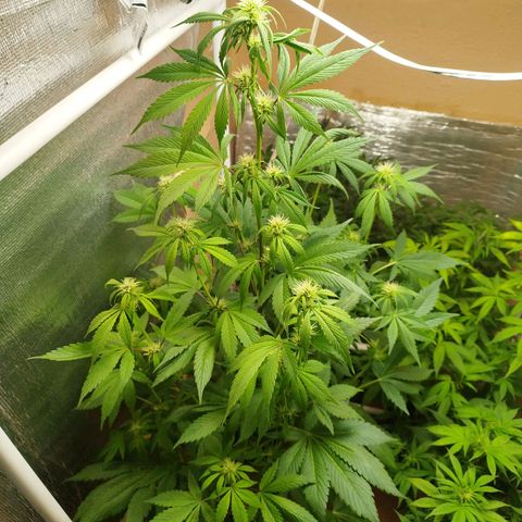 Dark Devil Auto growlog timeline photo