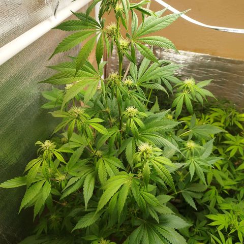 Dark Devil Auto growlog timeline photo