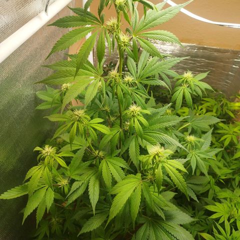 Dark Devil Auto growlog timeline photo