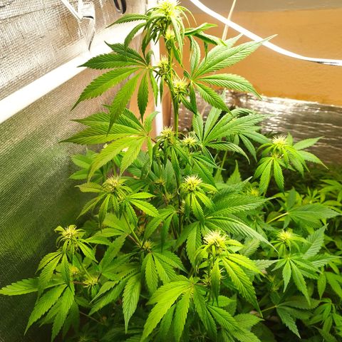 Dark Devil Auto growlog timeline photo
