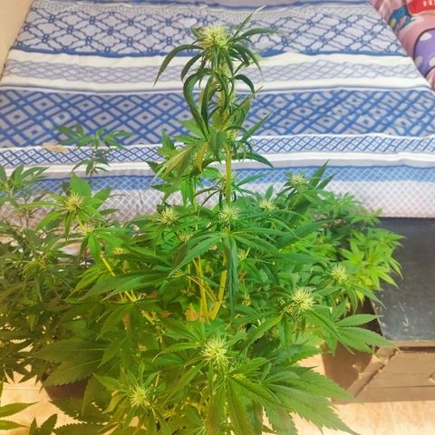 Dark Devil Auto growlog timeline photo