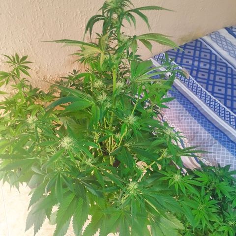 Dark Devil Auto growlog timeline photo