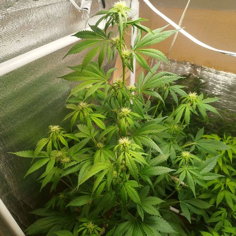 Dark Devil Auto growlog timeline photo