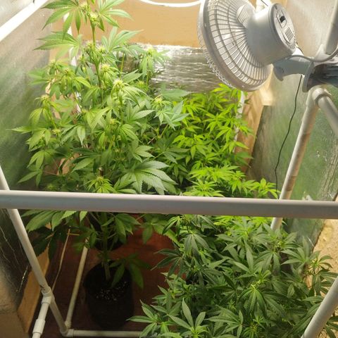 Red Strawberry Banana Auto growlog timeline photo