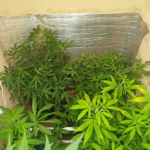 Red Strawberry Banana Auto growlog timeline photo
