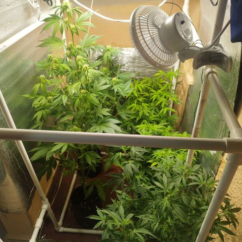Red Strawberry Banana Auto growlog timeline photo