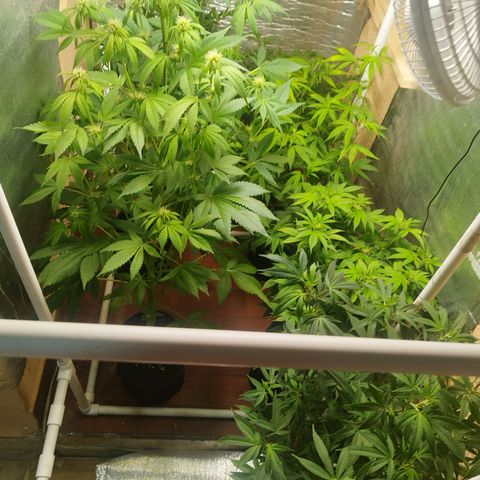 Red Strawberry Banana Auto growlog timeline photo