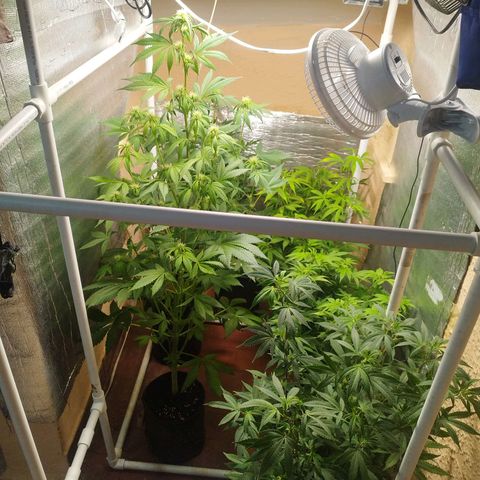 Red Strawberry Banana Auto growlog timeline photo