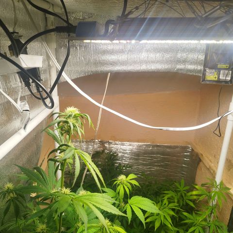 Dark Devil Auto growlog timeline photo