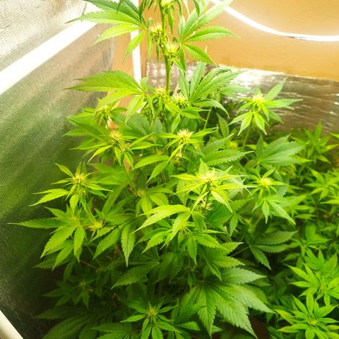 Dark Devil Auto growlog timeline photo