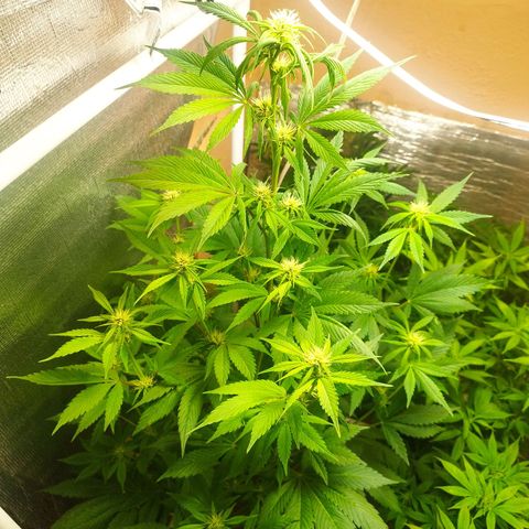 Dark Devil Auto growlog timeline photo