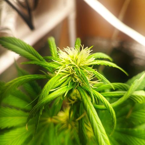 Dark Devil Auto growlog timeline photo